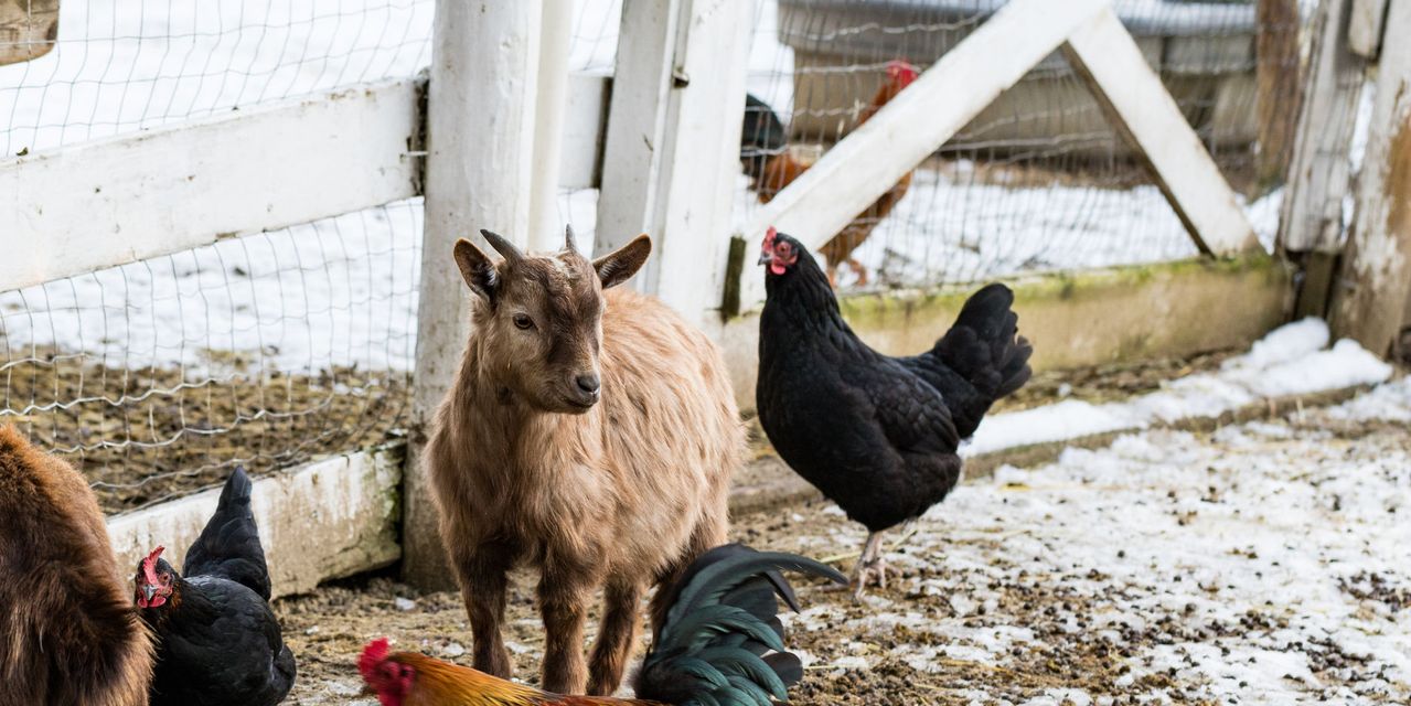 I want mild weather and a city where goats and chickens are allowed – so where should I retire? 