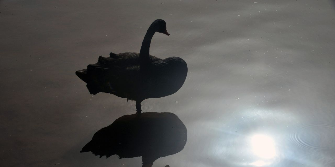 Why insurance for 'black-swan' events isn't paying off in this bear market