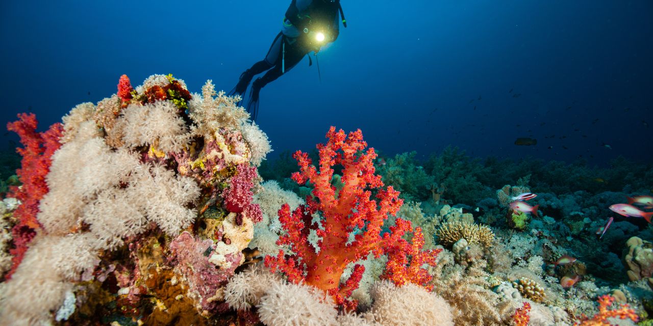 Good news on climate change? Great Barrier Reef has most coral in 36 years