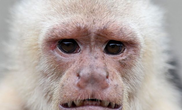 Monkeys aren’t giving people monkeypox, WHO says, so don’t attack them