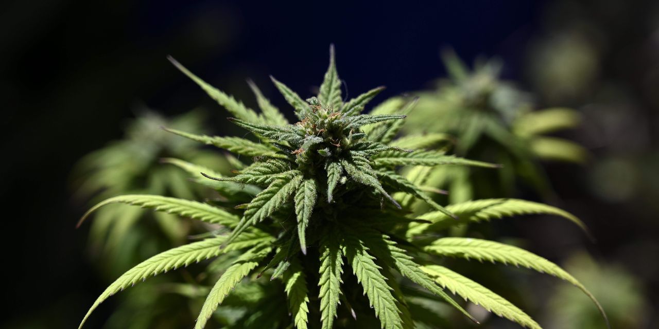 Trulieve trims view as inflation hits cannabis prospects