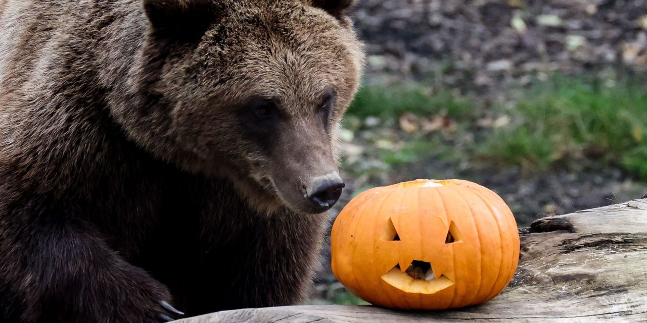 Will October be another stock-market ‘bear killer'? What investors need to know about seasonal trends.