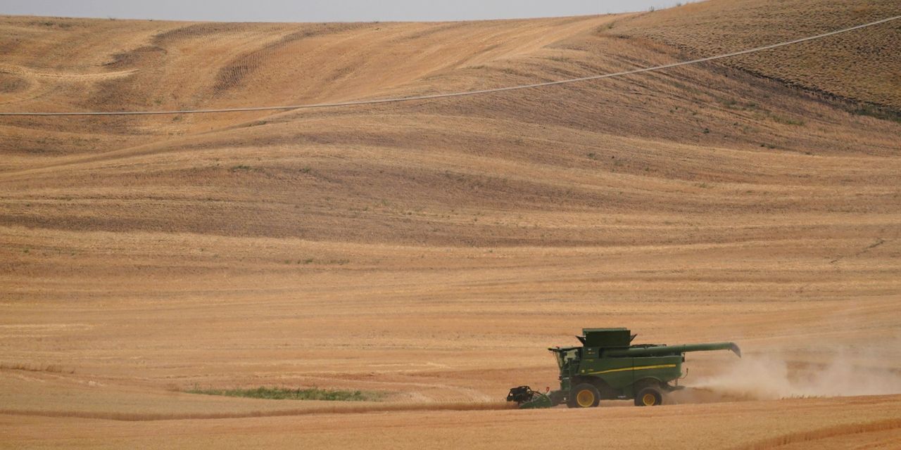 Opinion: Food inflation has soared in the U.S. And now farmers are planting wheat in the most expensive harvest ever